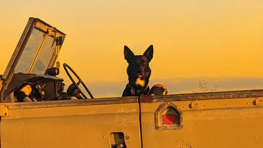 A black dog with a white chest patch sits alertly in the driver's seat of a yellow, open-top vehicle, looking directly at…