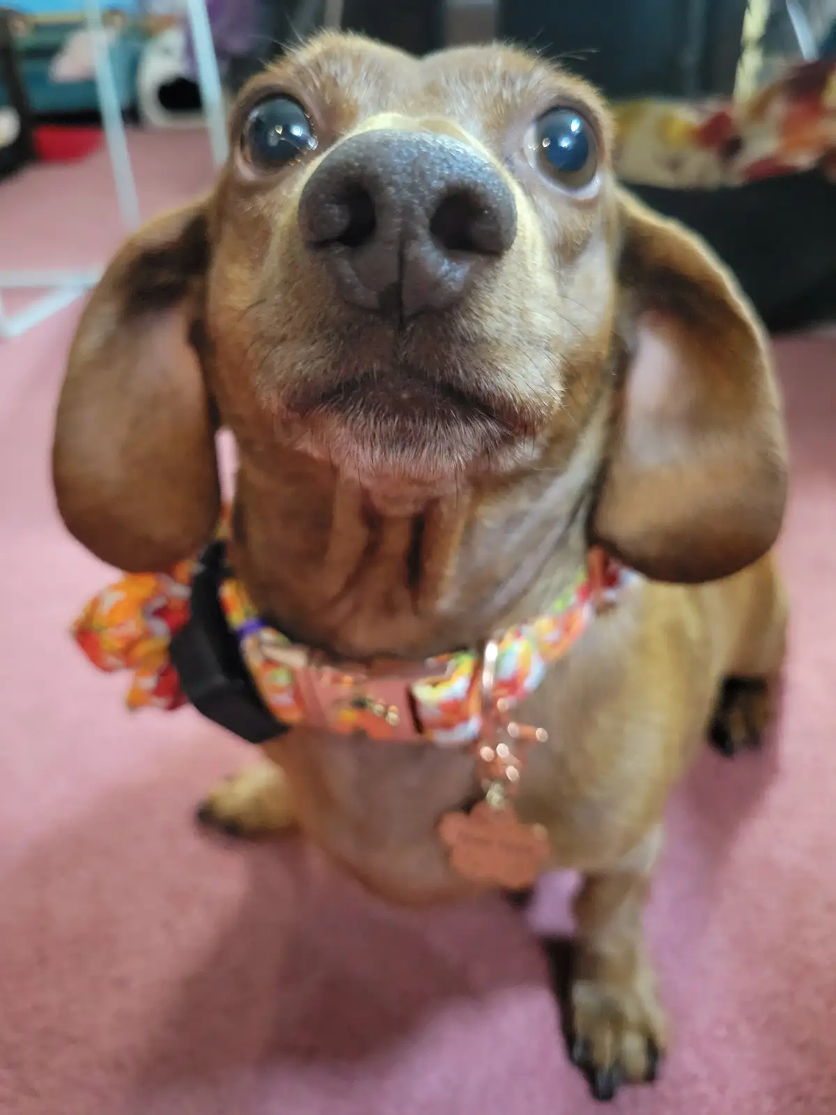 A close-up photo of a brown dachshund looking directly at the camera with wide, expressive eyes and a slightly open mouth…