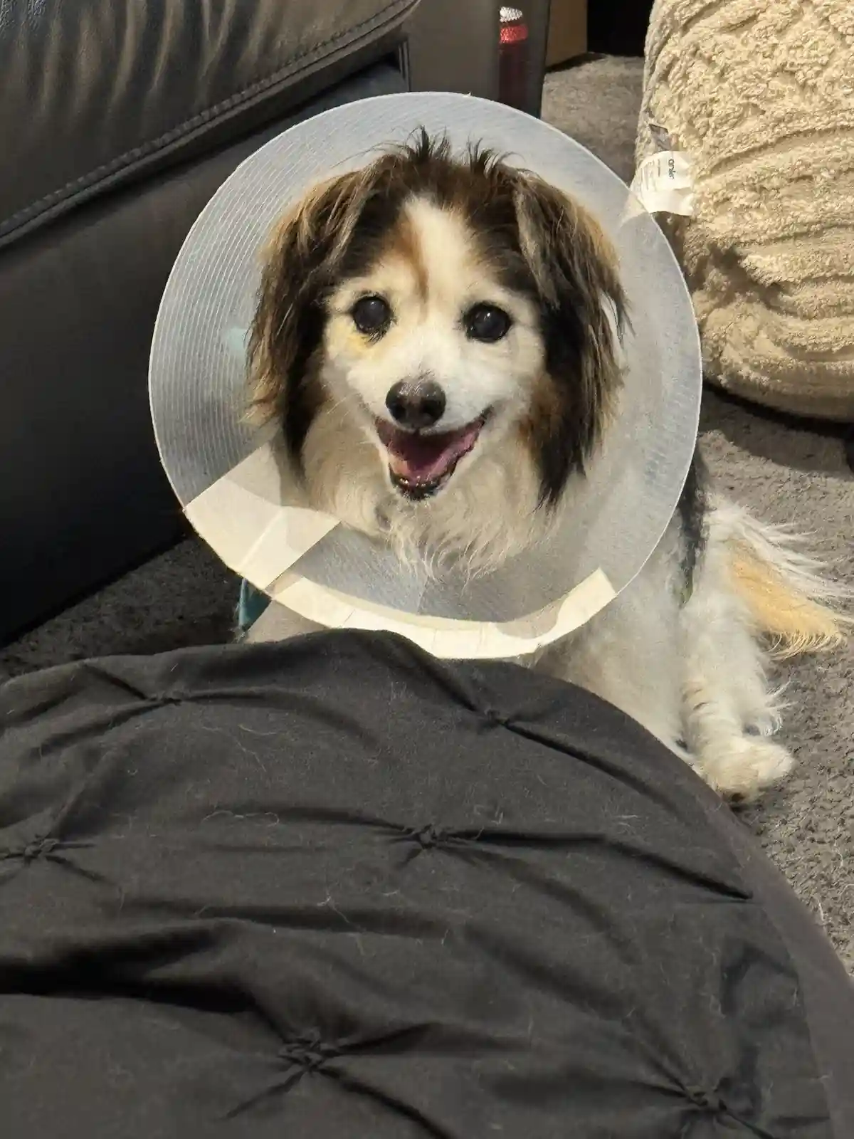 A small, fluffy dog with brown and white fur is wearing a clear plastic Elizabethan collar (cone of shame) while sitting on…