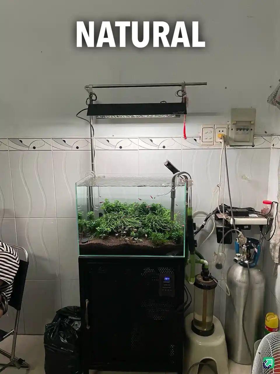Creating a Natural Aquarium: A Dive into Aquatic Beauty