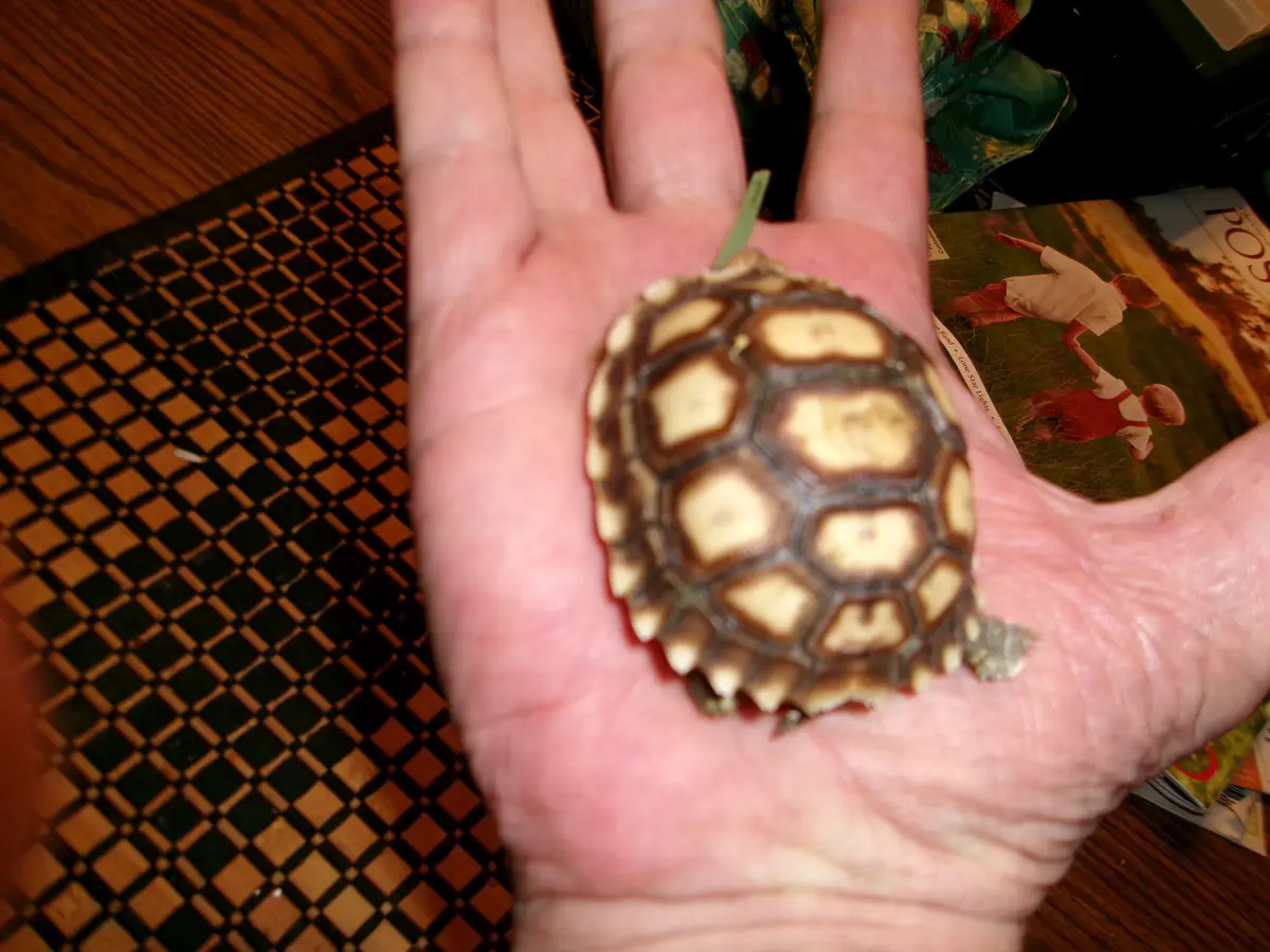A small tortoise with a patterned shell is resting in the palm of a person's hand, which is held over a checkered mat. The…