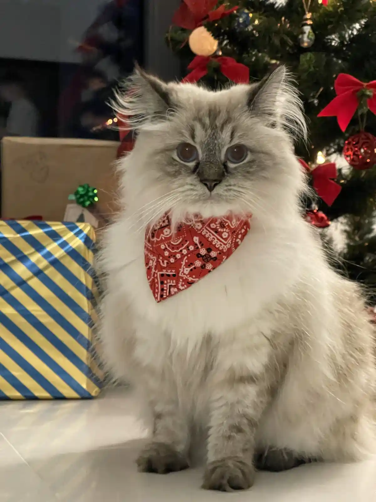A fluffy, long-haired cat with grey and white fur and blue eyes sits in front of a decorated Christmas tree. The cat wears a…