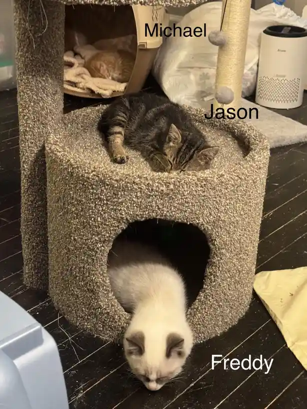 Three cats are sleeping in different parts of a multi-level cat tree: one orange tabby sleeps in a top-level bed labeled…