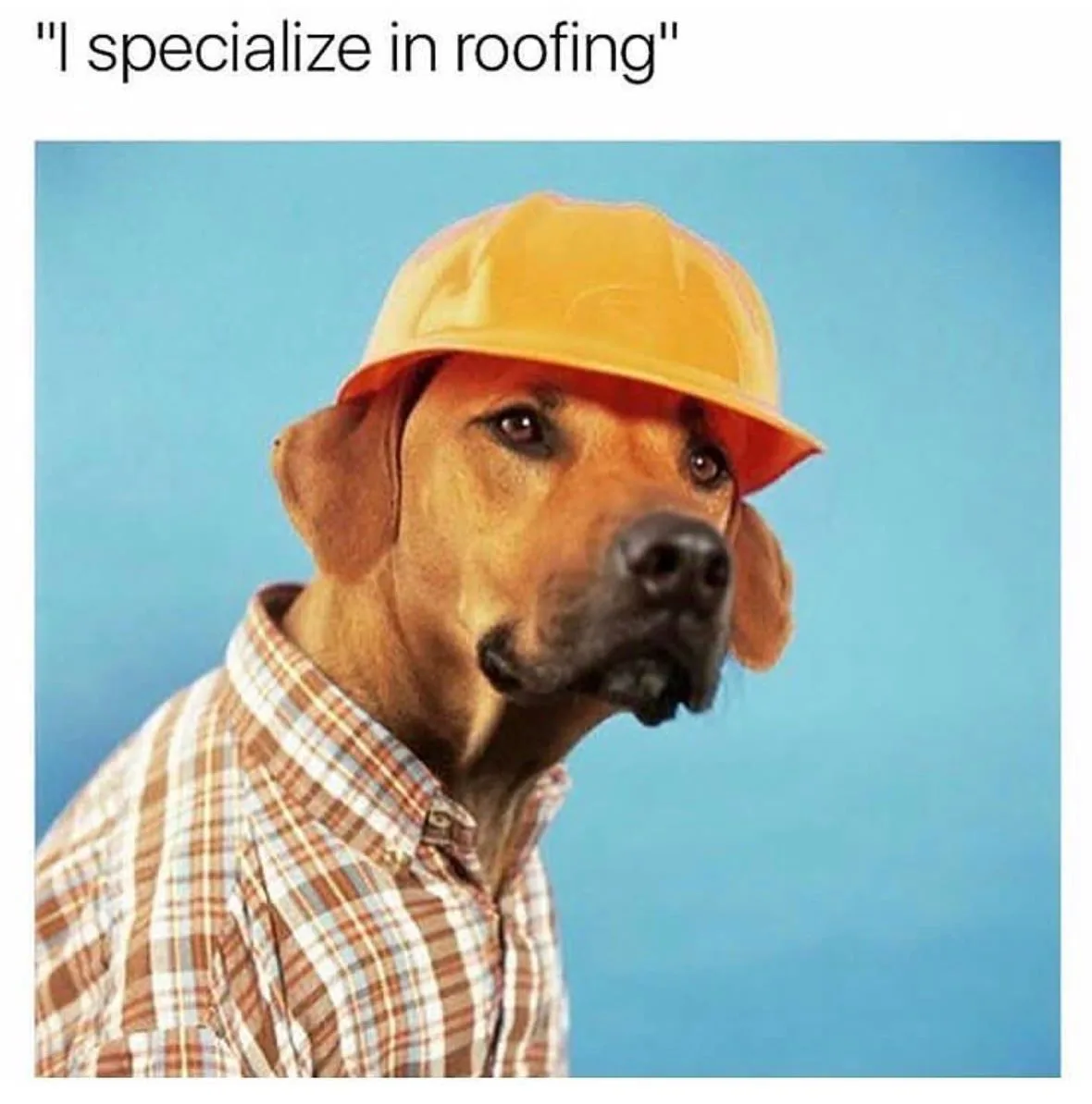 A brown dog wearing a yellow hard hat and a plaid shirt poses against a solid blue background, with the text 'I specialize…