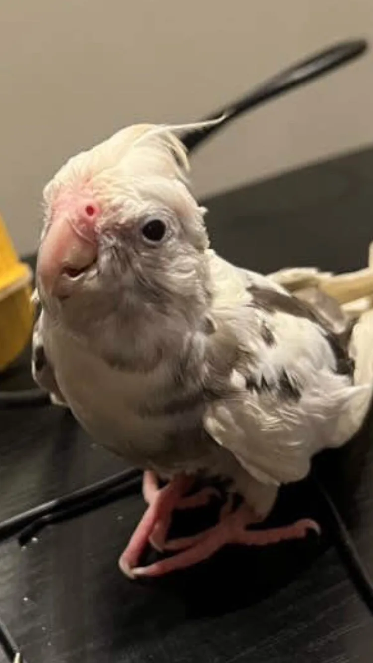A close-up photo of a wet, fluffy cockatiel with matted feathers, standing on a dark surface, looking directly at the camera…