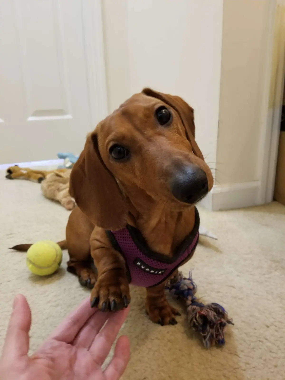A brown dachshund wearing a purple harness sits on a carpeted floor, looking up at a human hand extended toward it. A yellow…