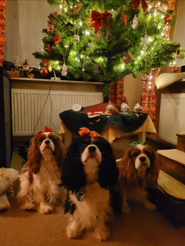 Sending Merry Woofness Wishes to All Imgurians!
