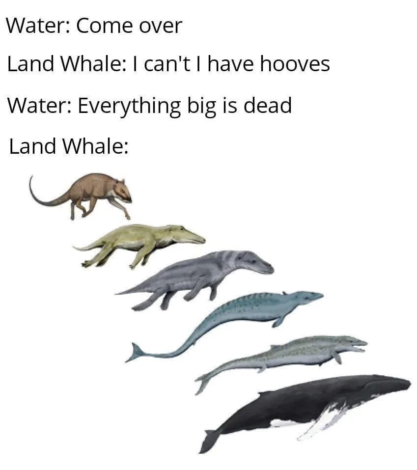 The Epic Comeback of the Meme: Episode 1239 - Open Range