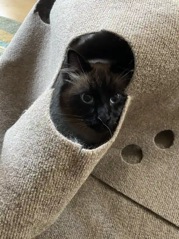 A dark-furred cat with large, wide eyes peers out from a circular opening in a beige, textured fabric structure, possibly a…