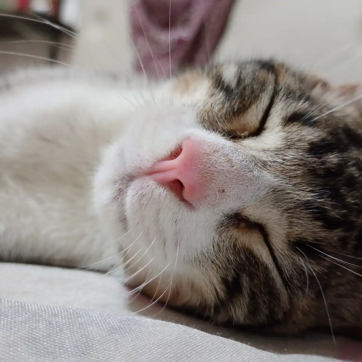 A close-up photo of a calico cat sleeping peacefully with its eyes shut, pink nose, and white whiskers visible. The overlaid…