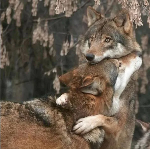Two wolves are shown in a forest, one nuzzling the other's neck while the other looks forward with a calm expression. The…