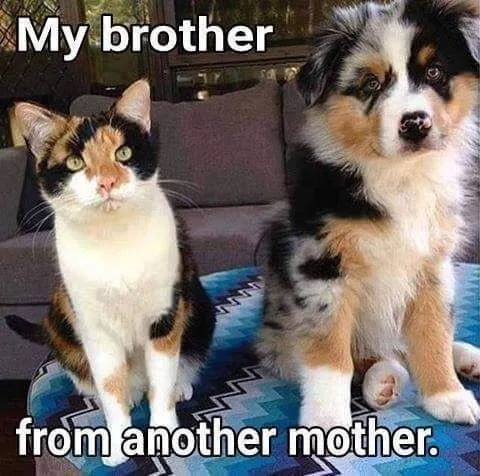 A calico cat and a fluffy merle Australian Shepherd puppy sit side by side on a patterned blue blanket. The cat, on the…