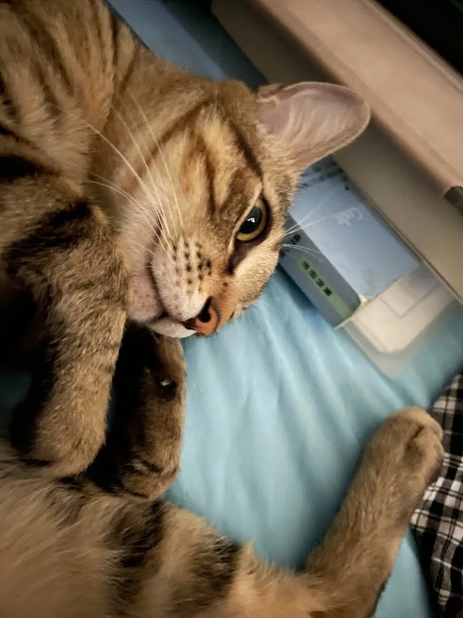 A tabby cat lies on its back on a blue bedsheet, looking up with wide, slightly unimpressed eyes. Its front paws are curled…