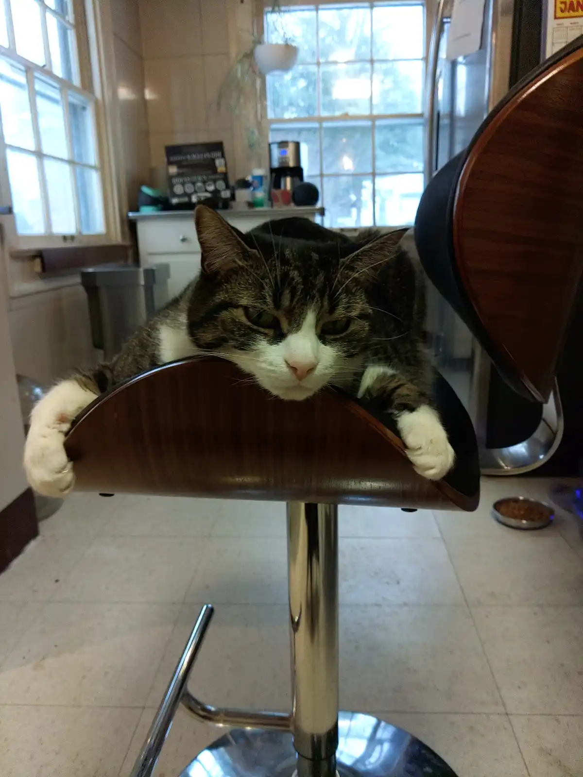 A tabby and white cat with a grumpy expression is lounging on the curved wooden backrest of a bar stool, its paws resting on…