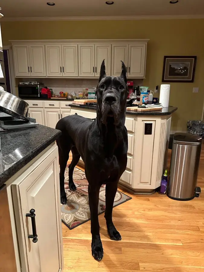 A large black Great Dane stands in a kitchen, looking upward with an intense expression. The dog is positioned on a…