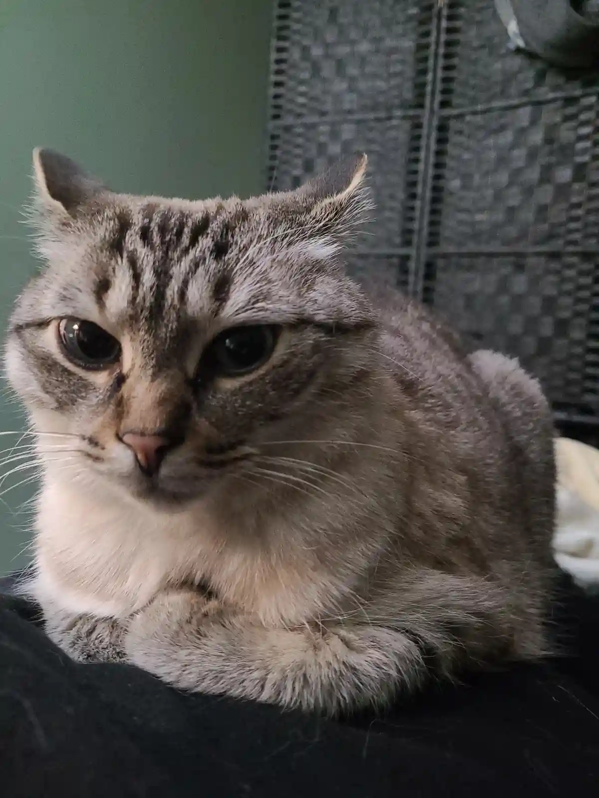 A close-up photo of a gray tabby cat with a sad, disappointed expression, looking directly at the camera. The cat is resting…