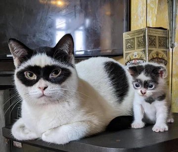 A large black-and-white cat with a distinctively human-like, unimpressed facial expression sits beside a tiny kitten. The…