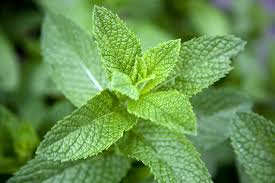 The Refreshing Power of Mint Leaves