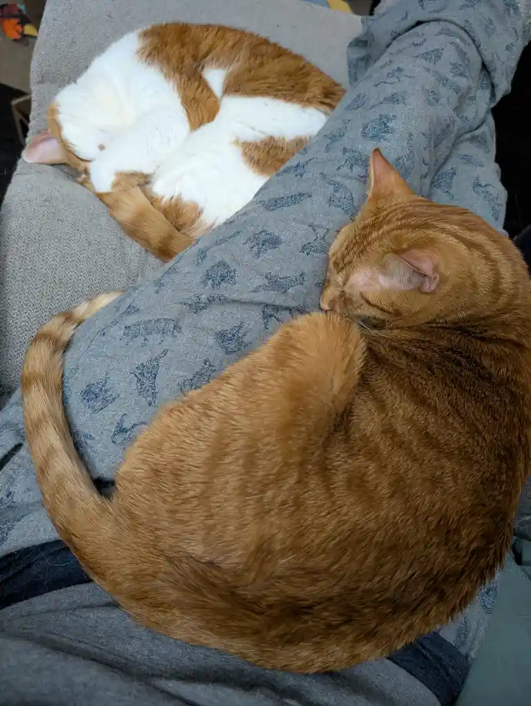 Two cats are sleeping peacefully on a person's lap and on a couch cushion. One is a solid orange tabby curled up, the other…