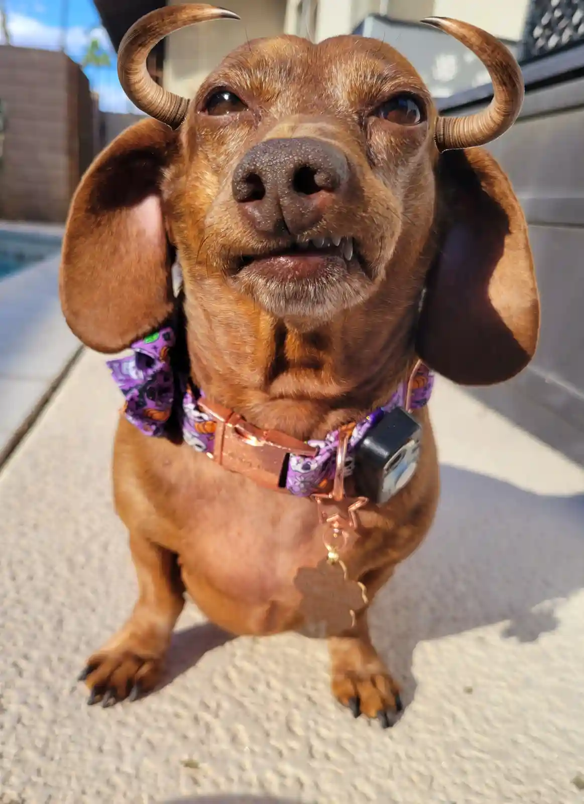 A close-up photo of a brown dachshund looking up at the camera with a slightly goofy expression, wearing a purple…