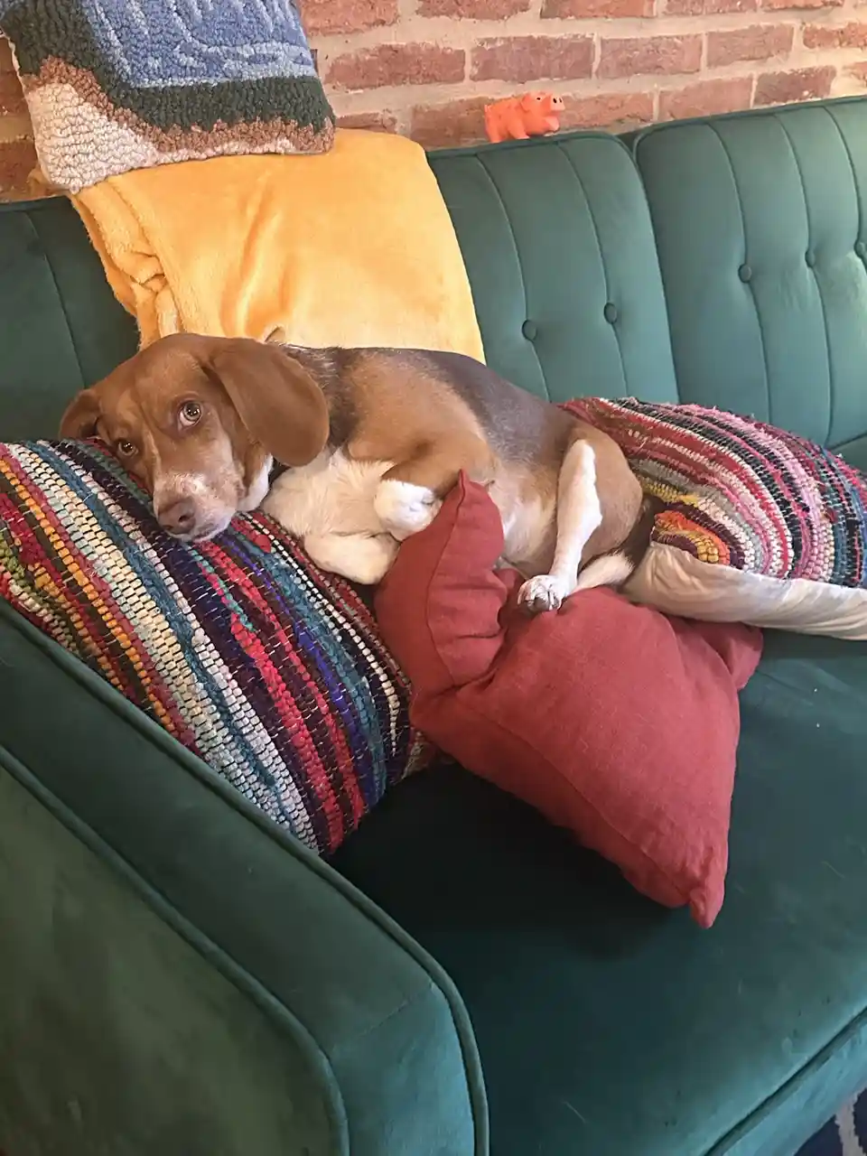 A brown and white beagle dog is curled up on a green velvet couch, nestled among colorful pillows including a striped one…