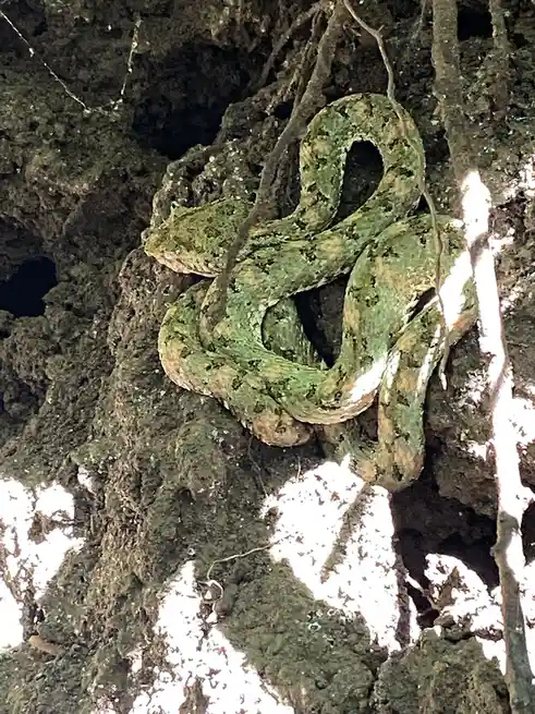 A green, patterned snake is coiled tightly around tree roots and bark, blending in with the mossy, textured surface. The…
