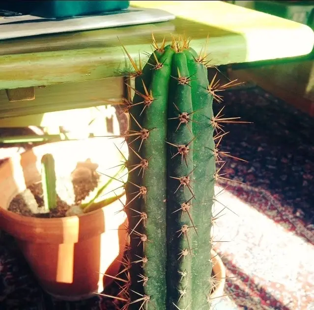 A close-up photo of a green, multi-stemmed cactus with numerous sharp spines, positioned upright on a wooden table. Sunlight…
