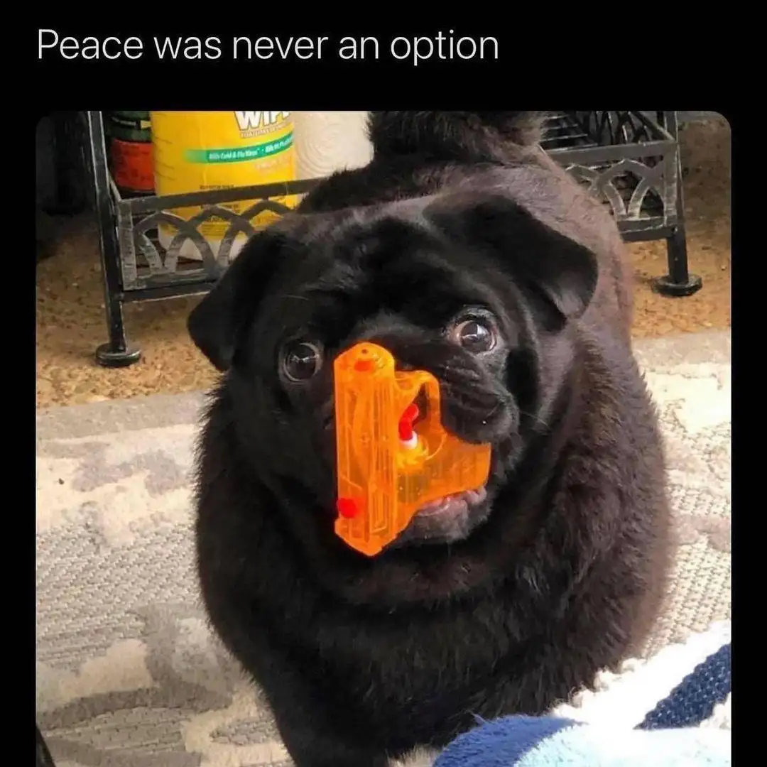 A black pug dog is looking directly at the camera with a small orange plastic toy gun held in its mouth, obscuring its nose…