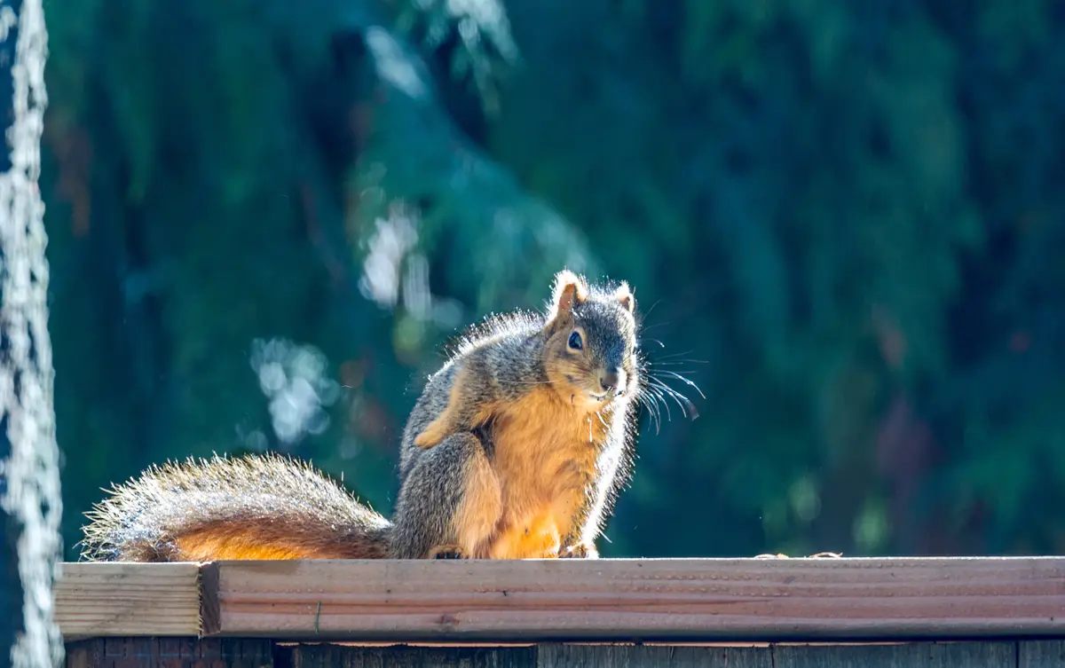 A squirrel with brown and gray fur sits upright on a wooden fence, looking directly at the camera with a slightly annoyed…