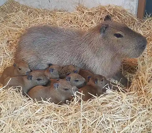 A large adult capybara lies nestled in a bed of straw, surrounded by a cluster of small, newborn capybara pups snuggled…