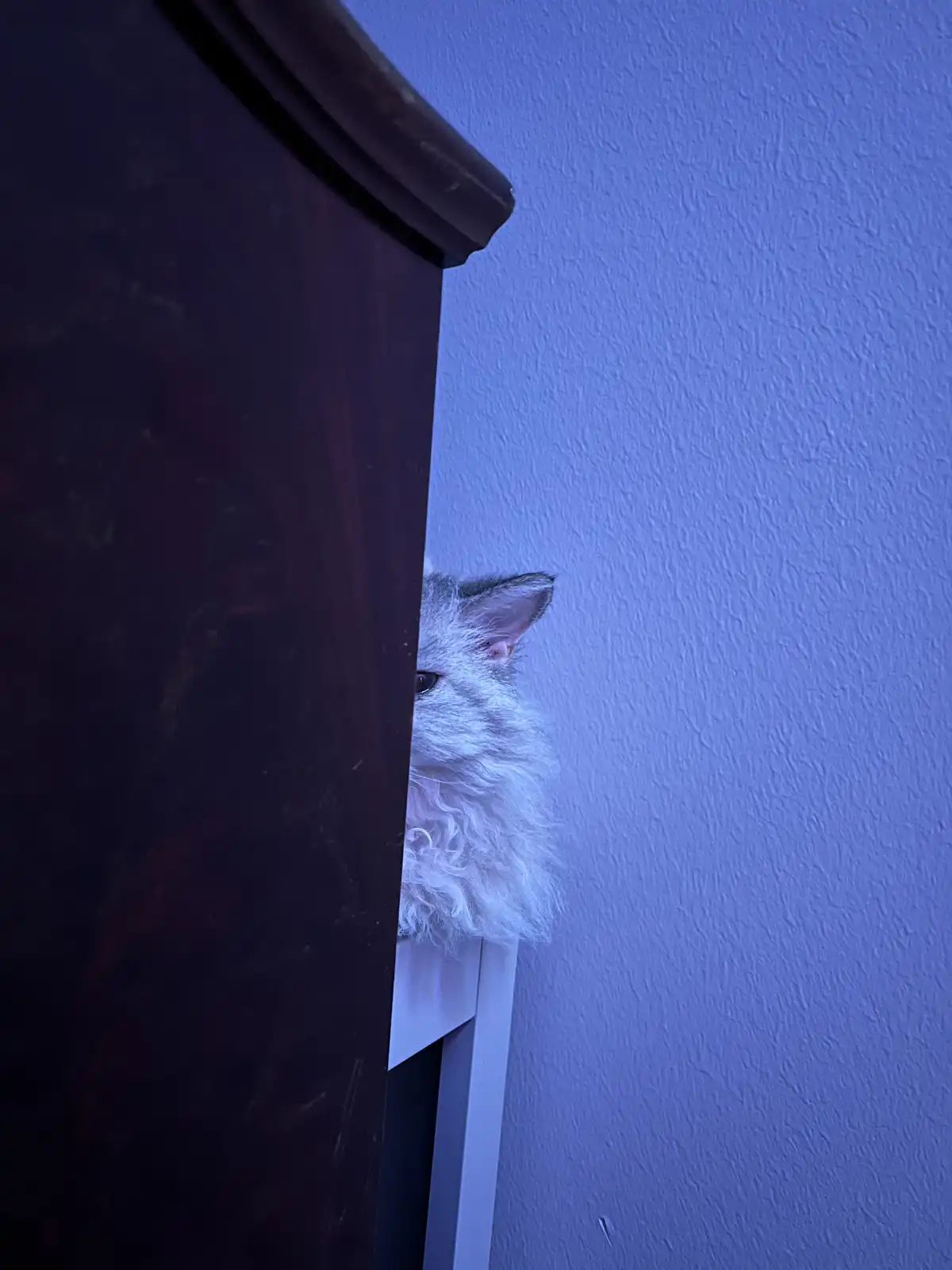 A fluffy white cat peeks cautiously from behind a dark wooden piece of furniture against a textured blue wall, with overlaid…