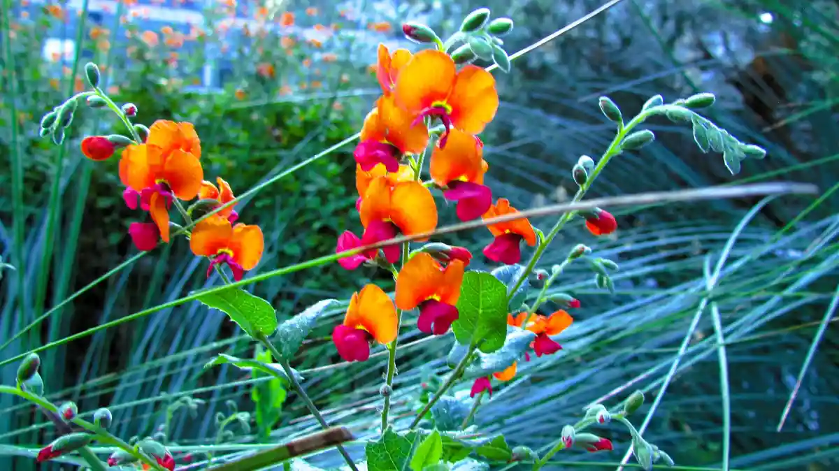 A vibrant photo of orange and magenta flowers with green stems and leaves, set against a blurred background of blue-green…