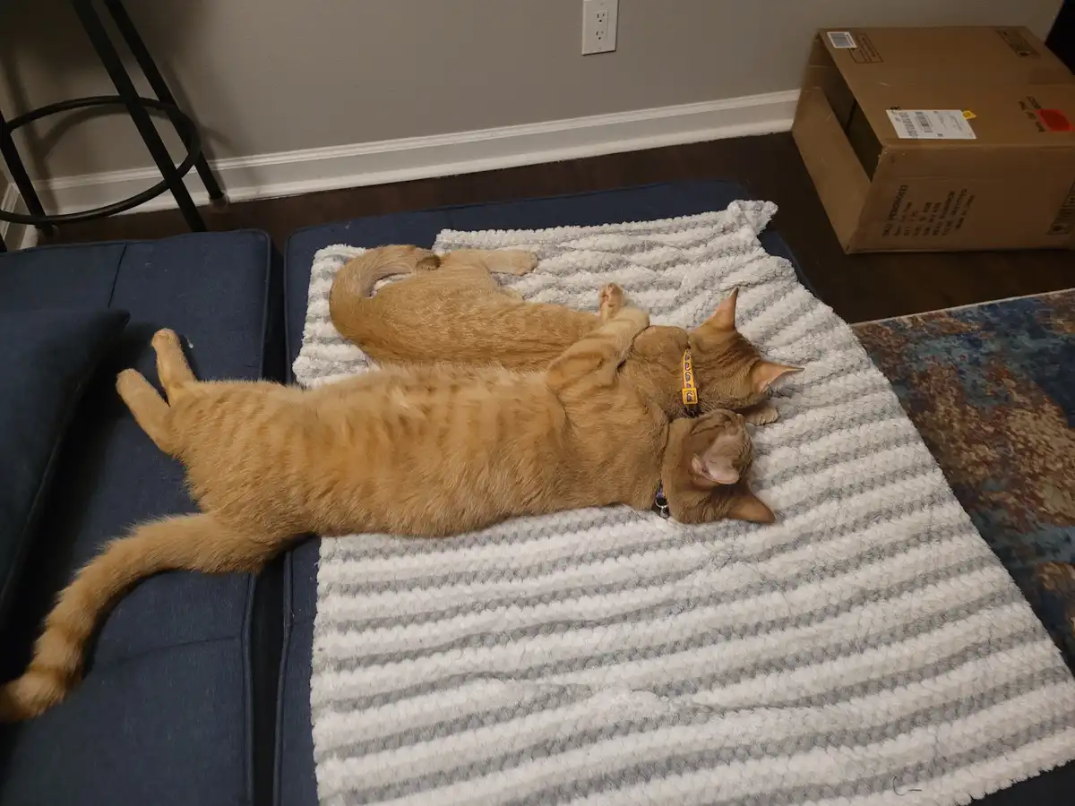 Two ginger cats are sleeping on their backs on a gray and white striped blanket placed on a blue couch. One cat is lying on…