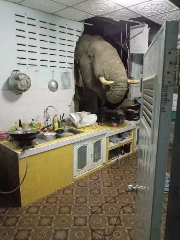 An elephant with tusks is partially visible, its head and trunk protruding through a doorway into a cluttered kitchen. The…