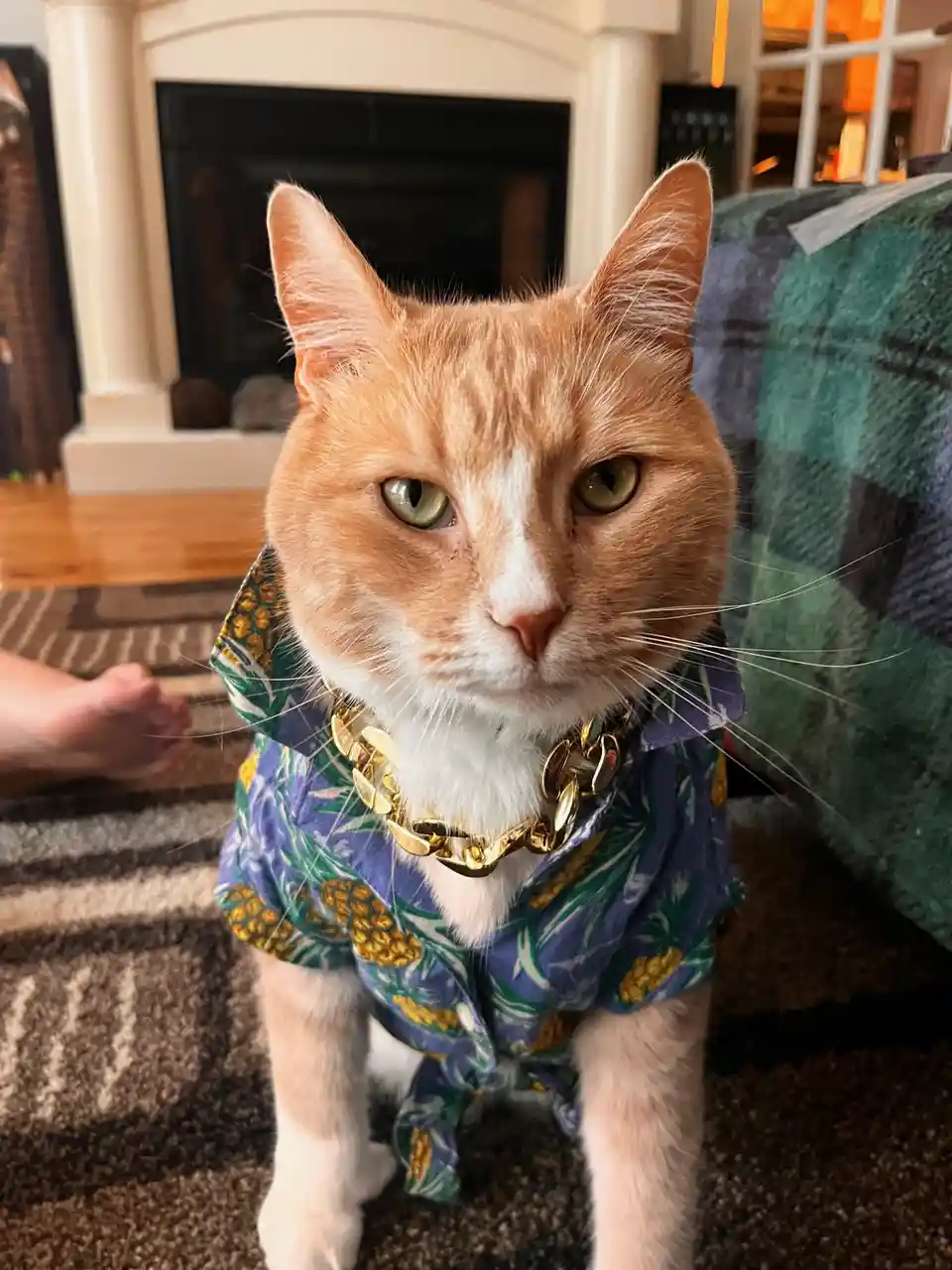 An orange and white cat stares directly at the camera with a serious expression while wearing a blue Hawaiian shirt with…
