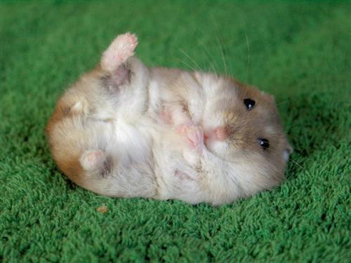 a small, fluffy hamster lies on its back on a green carpet, legs slightly raised, looking up with wide eyes. The overlaid…
