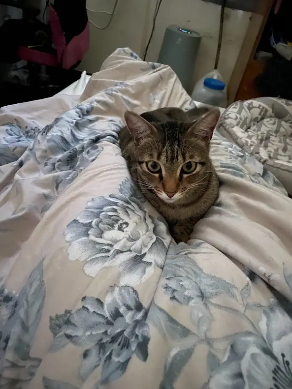 A tabby cat with wide, intense eyes sits alertly on a rumpled bed covered in a floral-patterned duvet. The background shows…