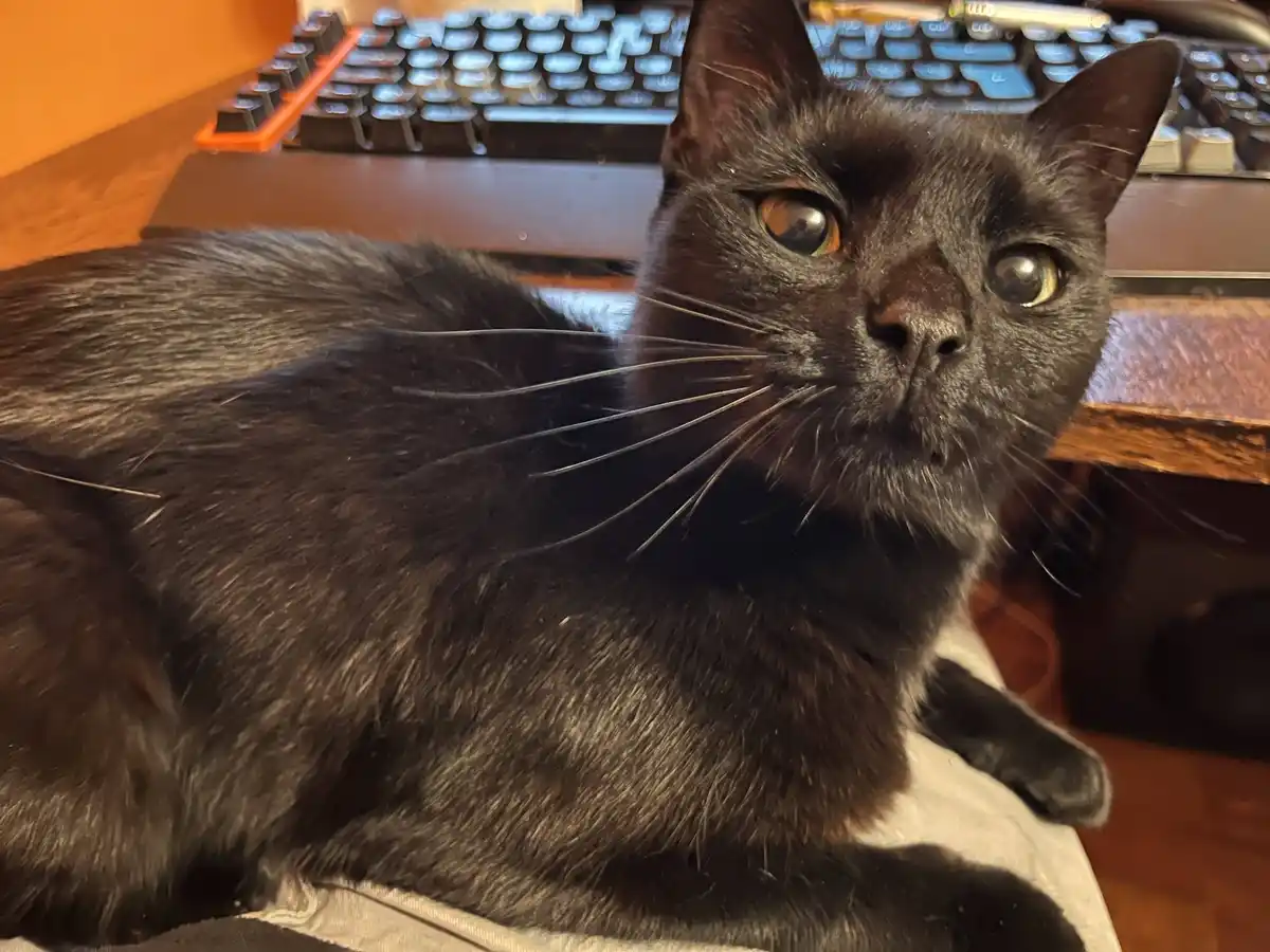 A black cat with wide, startled-looking eyes sits on a desk in front of a keyboard, looking directly at the camera with an…