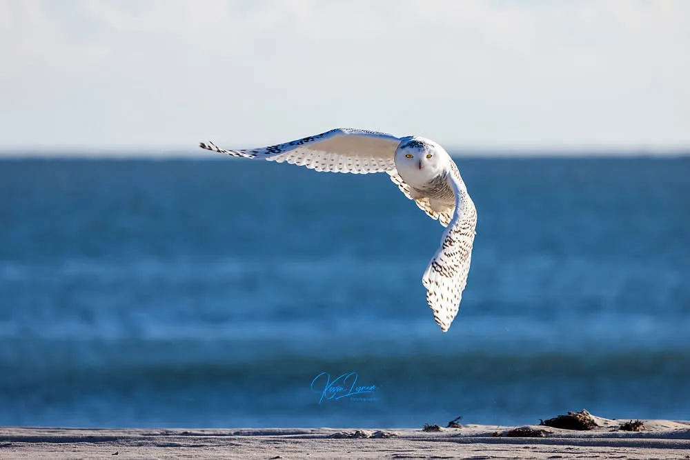 A snowy owl with white feathers and dark spots is captured mid-flight over a sandy beach with blue ocean waves in the…