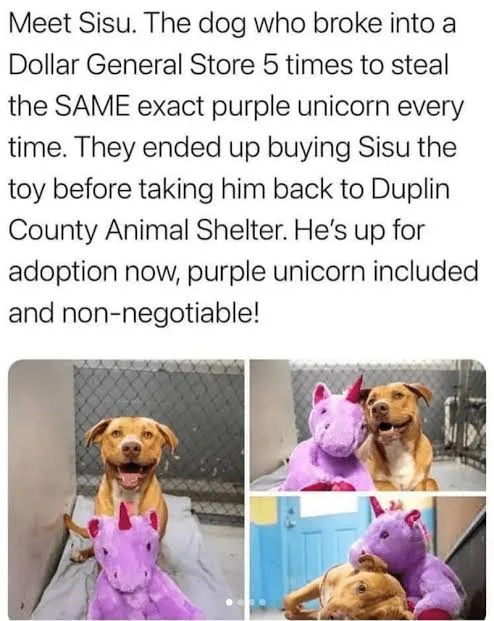 A collage of three photos shows a tan dog named Sisu in an animal shelter kennel, happily posing with a purple unicorn plush…