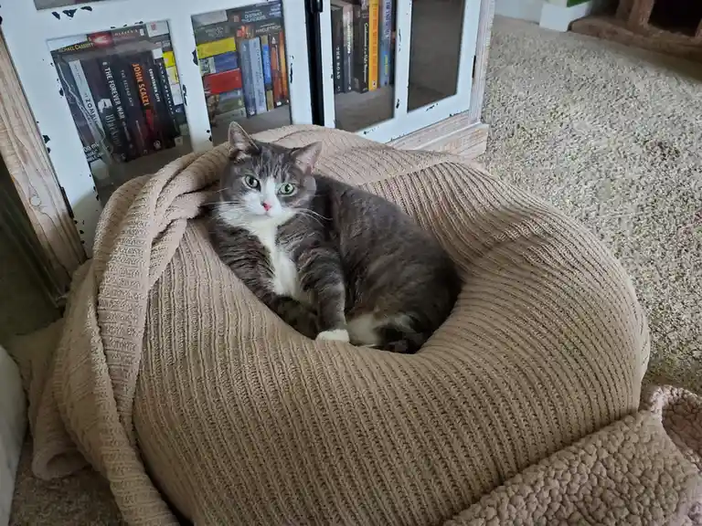 A gray and white cat with green eyes sits curled up in a beige, ribbed knit beanbag chair, looking directly at the camera…