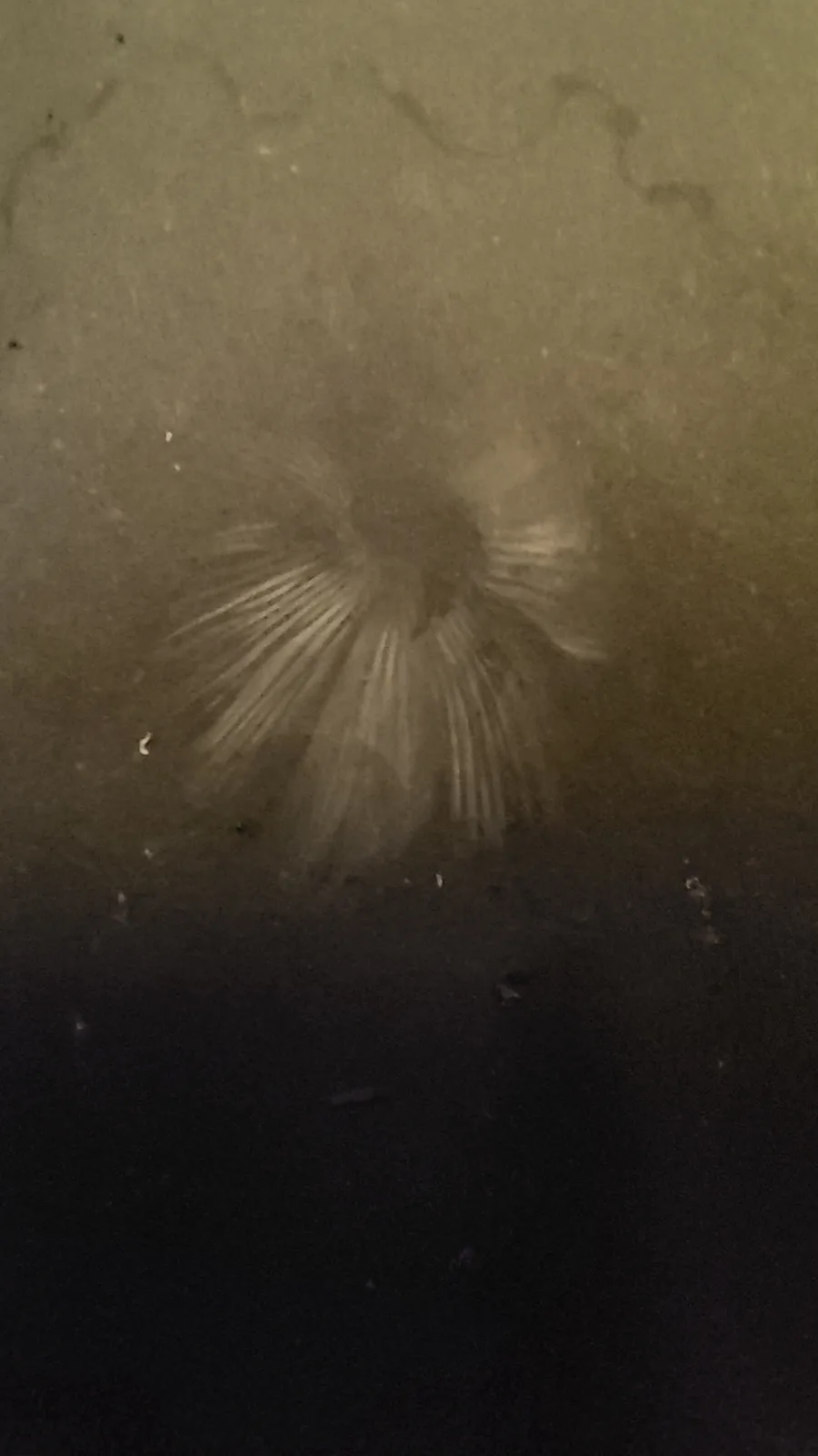 A blurry, sepia-toned photo shows a faint, radial pattern resembling a flower or a sunburst on a dirty, textured surface…