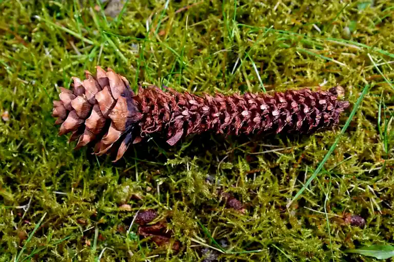 A dried pinecone with a long, shredded, reddish-brown tail lies on a bed of green moss and grass. The overlaid text reads…