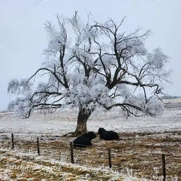 Two black cows lie resting under a large, frost-covered tree in a snowy field. The sky is overcast and gray, and the ground…