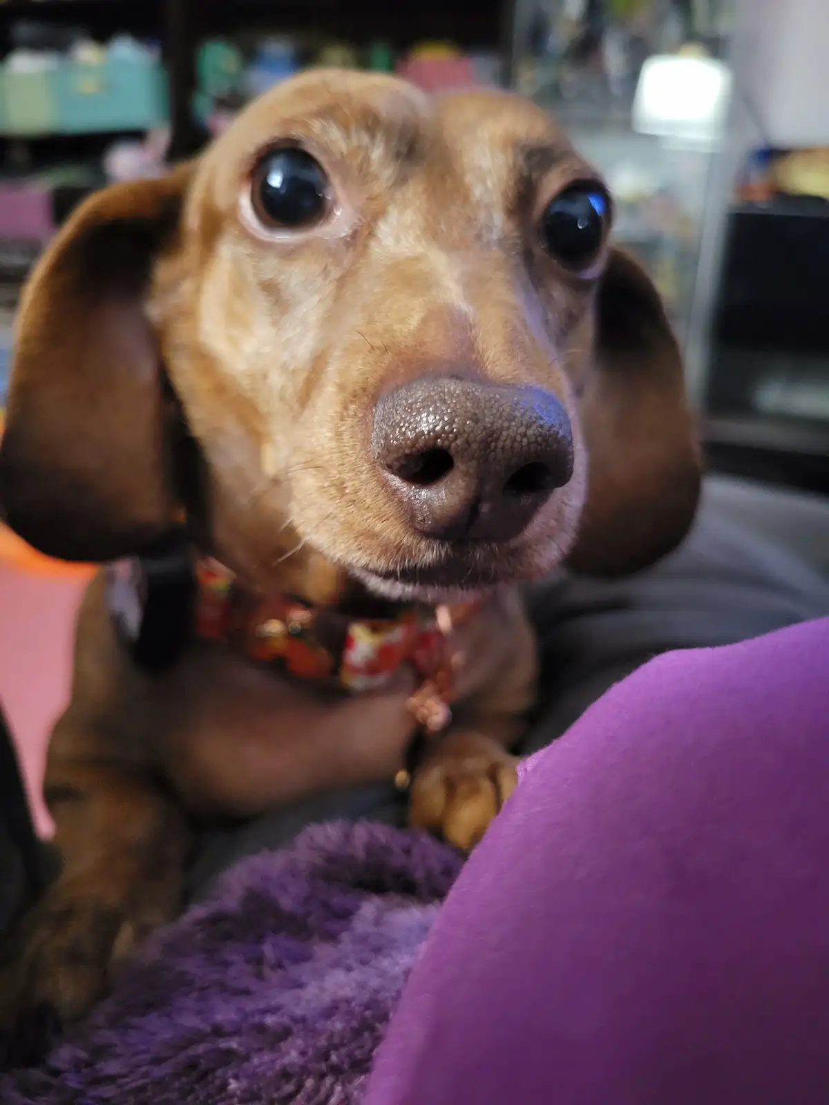 A close-up photo of a brown dachshund with large, glossy eyes looking directly at the camera, wearing a colorful collar and…