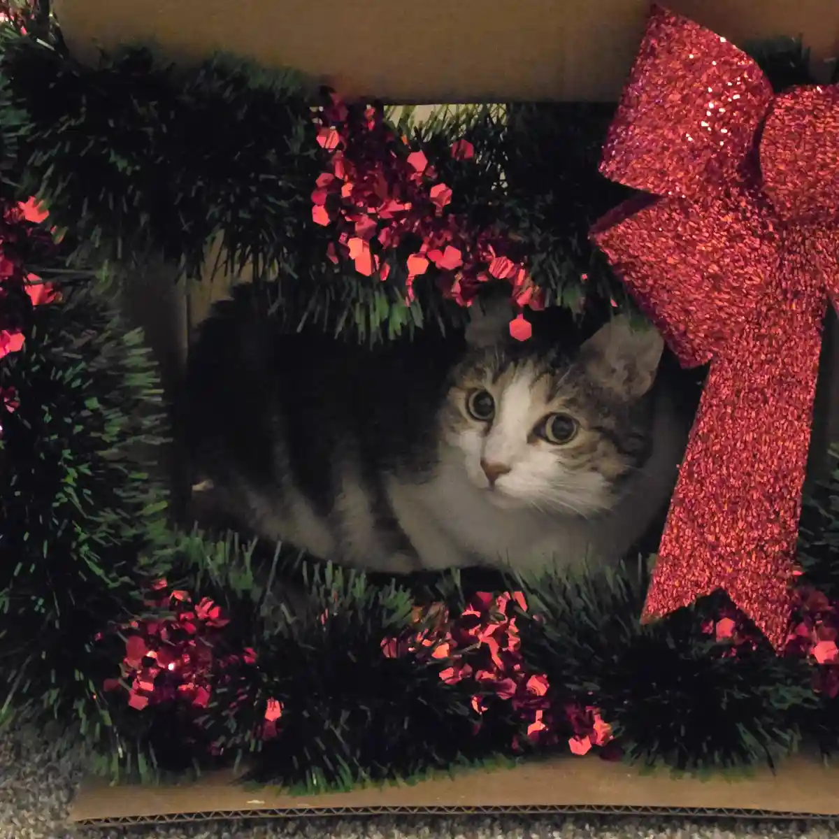 A tabby and white cat is nestled inside a cardboard box decorated with a green tinsel wreath, red glittery berries, and a…