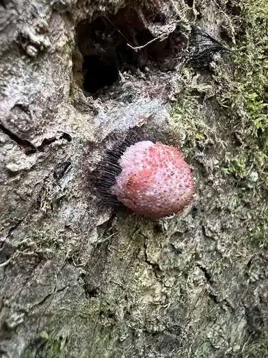 A close-up photo shows a small, pink, bumpy, strawberry-like fungus growing on a mossy, textured tree trunk. The fungus has…