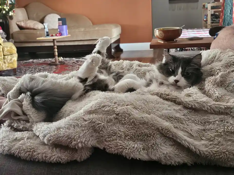 A fluffy black-and-white cat lies on its back on a shaggy beige blanket, paws up, looking directly at the camera with a…