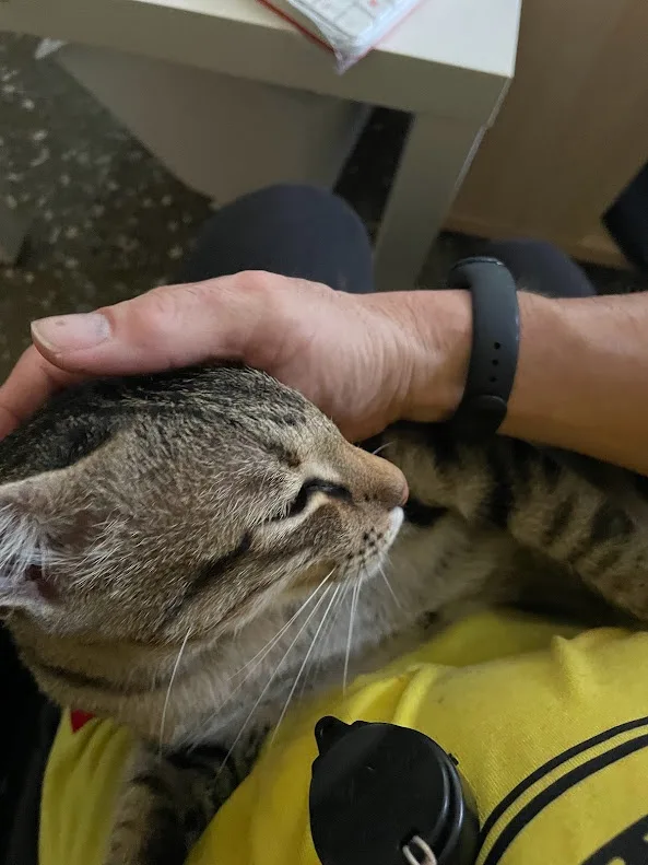 A tabby cat with closed eyes and a content expression is being petted on the head by a person's hand. The person wears a…