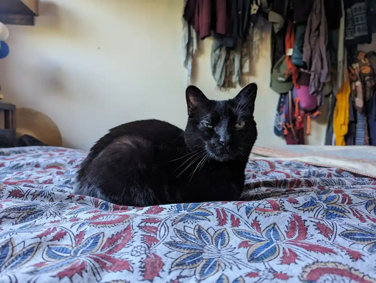 Meet George: The Star of the Show
